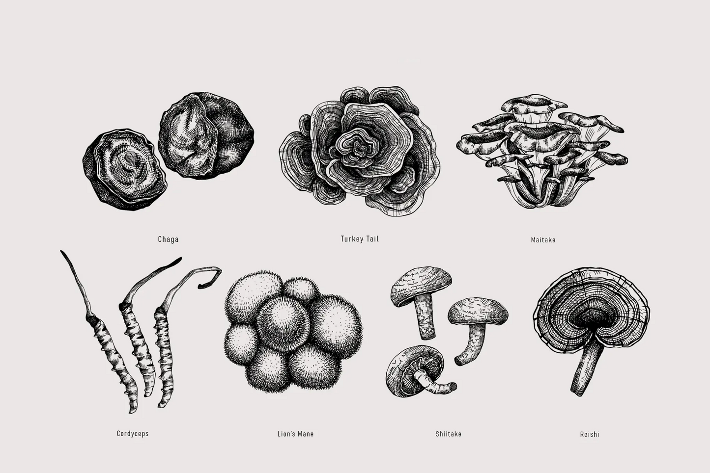 Mushroom Extract Complex