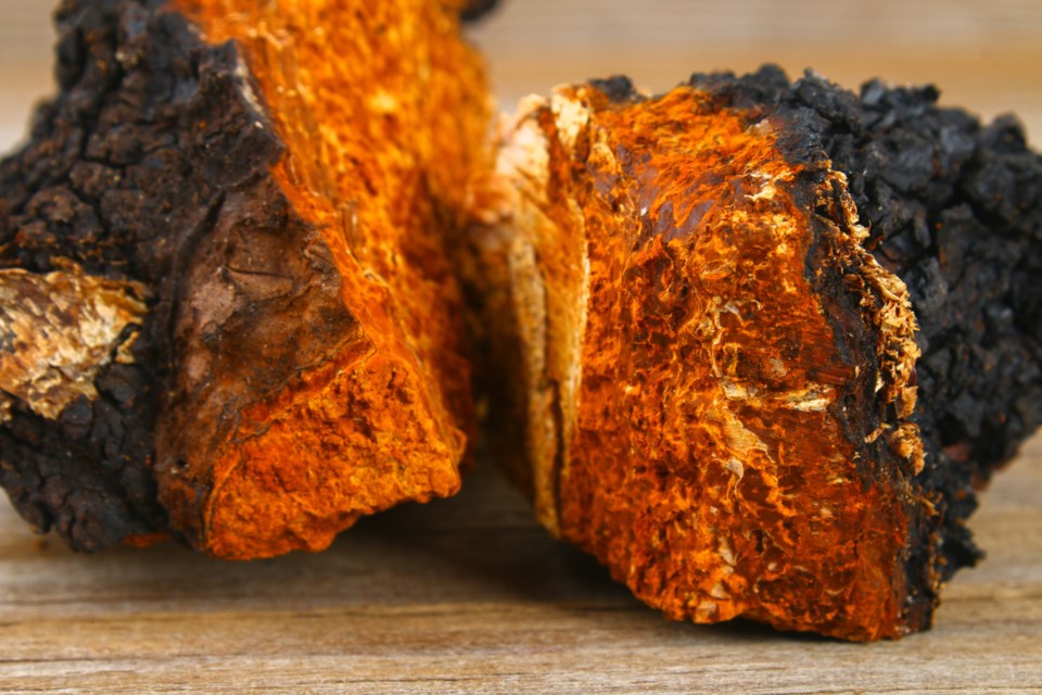 Chaga Mushroom Maximum Strength